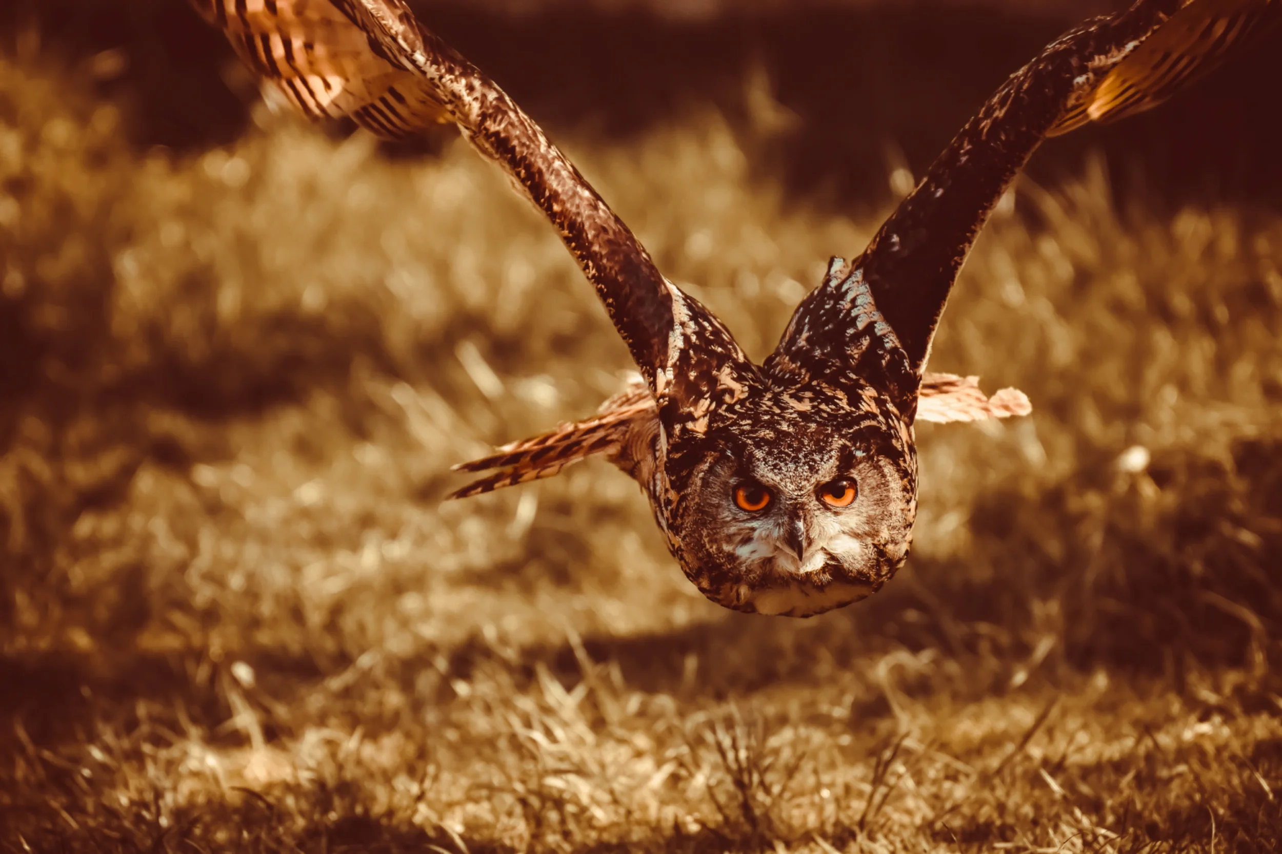 Owl swooping down low over a field of grass.