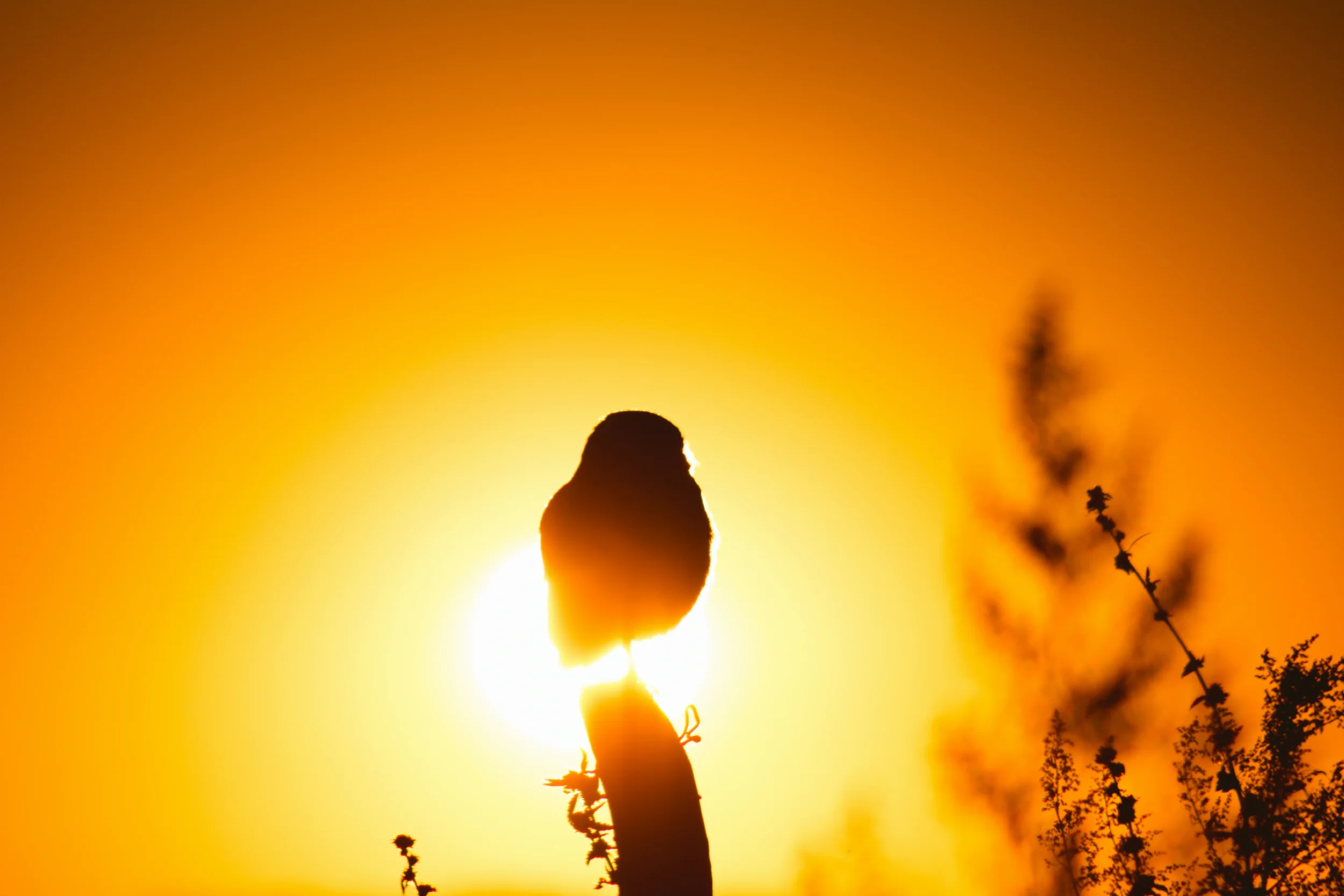 Silouhette of a small bird standing on a branch with the sun in the sky behind it.